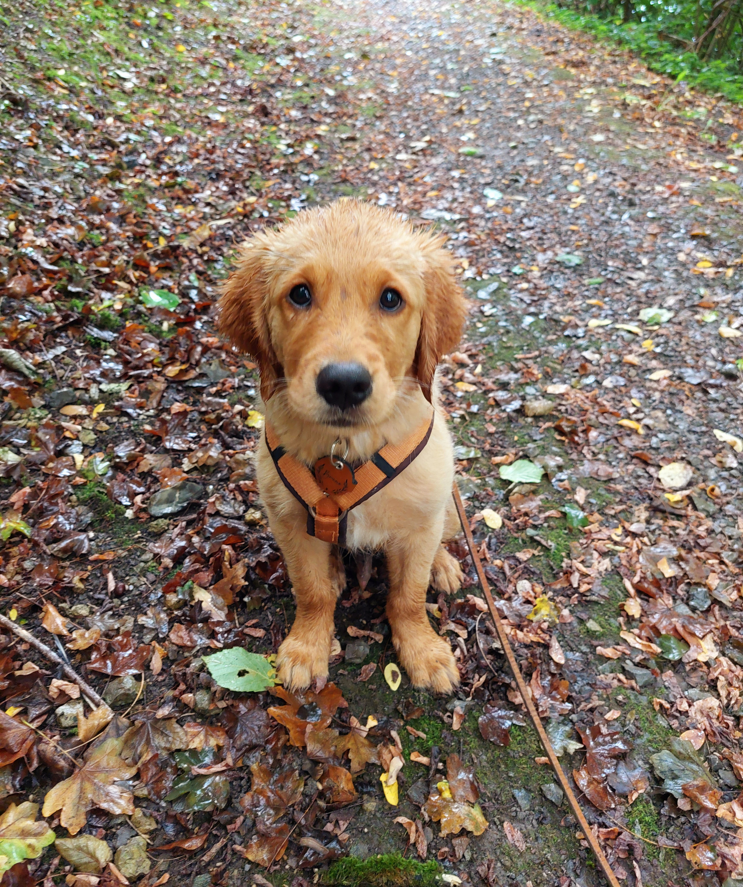 Lotte - Golden Retriever Lotte - Golden Retriever